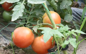 小院棚载新希望 村民增收有妙招