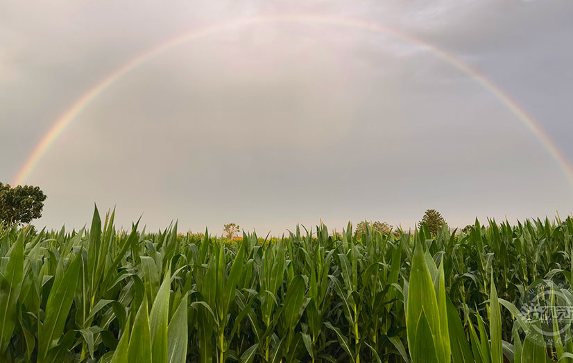 雨后稷山天空现绚丽彩虹  