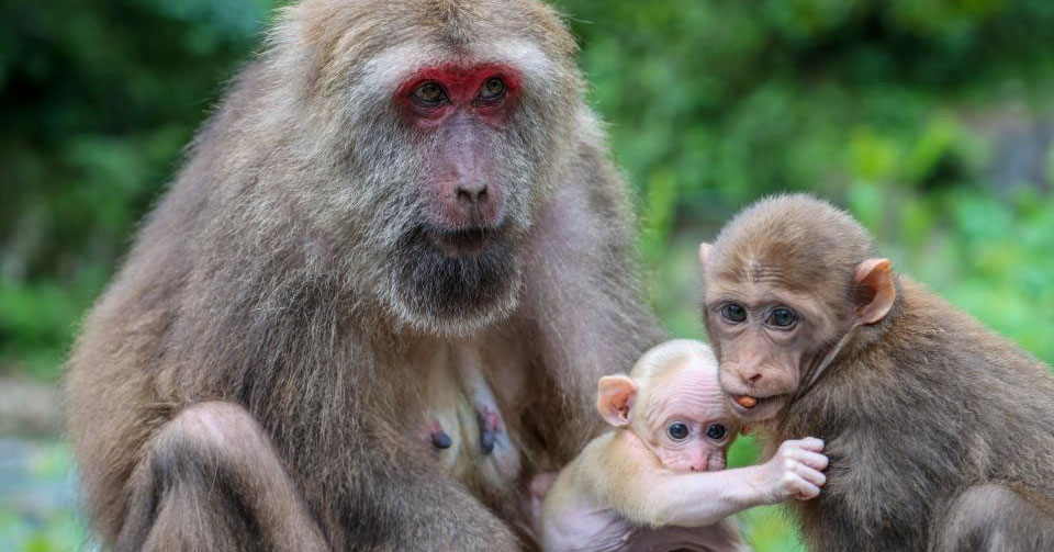 武夷山国家公园：藏酋猴的乐园