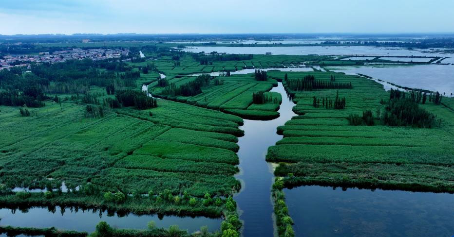 雄安新区：夏日风景正当时