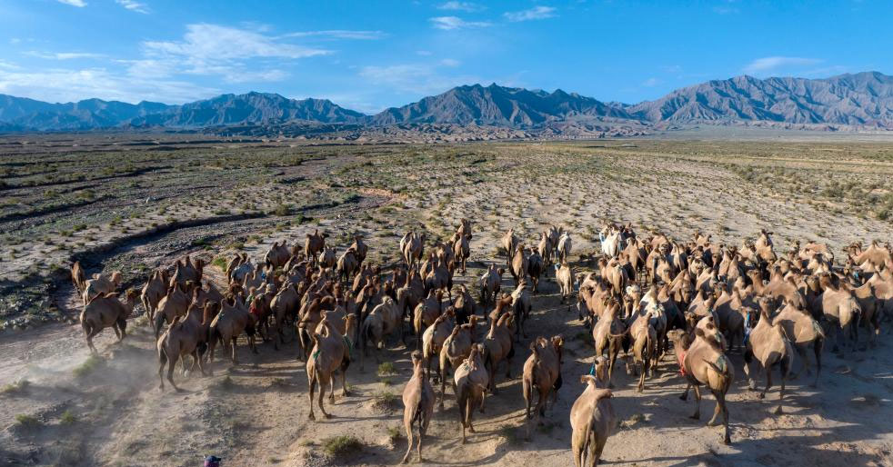 甘肃阿克塞：骆驼转场