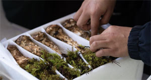 新“松茸猎人”春批