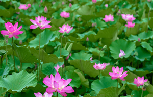 太行山间荷塘绽放 