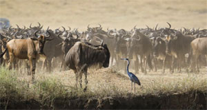 马赛马拉的“生命之河”