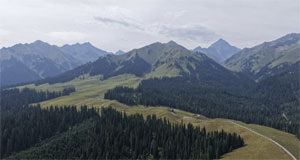 库尔德宁 云杉秘境