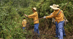 风雨后的“线路清障人”