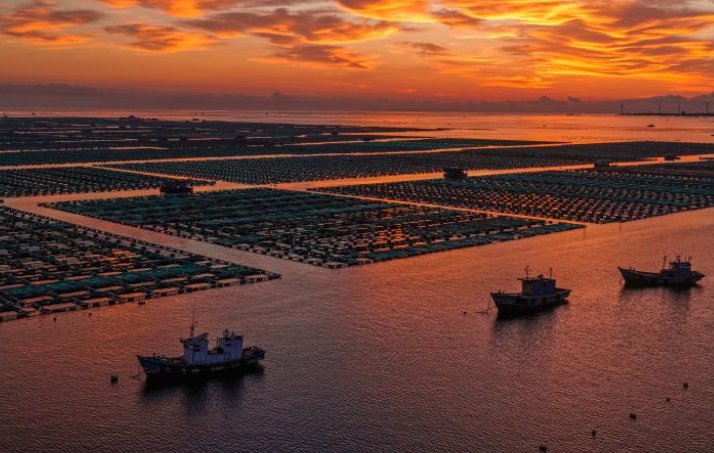 山东荣成：秋日耕海图